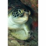WK05-M0520: Green Sea Turtle
SE Sulawesi, Indonesia