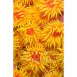 IJ04-M0732: Yellow Cup Coral
Irian Jaya
