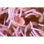 WK05-C0332: Pink Anemonefish
SE Sulawesi, Indonesia