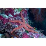 WK05-M1200: Sea Star
SE Sulawesi, Indonesia