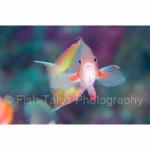 WK05-M0405: Anthias
SE Sulawesi, Indonesia