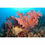 SU08-M1064: Fans & Corals
Bangka Island, Indonesia