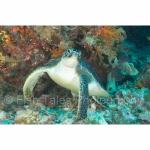 WK05-C1743: Green Sea Turtle
SE Sulawesi, Indonesia