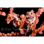 SU08-C1753: Pygmy Seahorses
Bitung Harbor, N Sulawesi