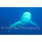 TL98-0284: Gray Reef Shark
Thailand