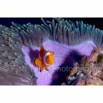 IJ04-C0090: False Clown Anemonefish
Irian Jaya