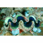 MD03-0475: Giant Clam and Tunicates
Republic of Maldives