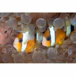 PP07-M2167: Orange-finned Anemonefish
Papua