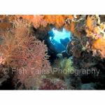 WK03-0355: Soft Corals
SE Sulawesi, Indonesia