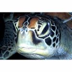 WK03-0079: Green Sea Turtle
SE Sulawesi, Indonesia