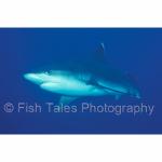 TL98-0291: Grey Reef Shark
Thailand
