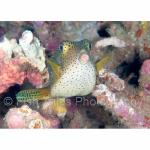 SU06-C1226: Boxfish
Sulawesi Sea