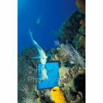 A05-20: Parrotfish
Grand Cayman