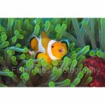 WK05-M1314: False Clown Anemonefish
SE Sulawesi, Indonesia