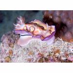 YP05-M0896: Nudibranch
Yap, Micronesia