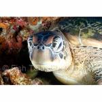 SU06-M1393: Green Sea Turtle
Sulawesi Sea