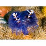 RA11-M0706: Christmas Tree Worms
Raja Ampat, Indonesia