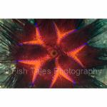 SU06-M2741: Fire Urchin
Lembeh Strait, Indonesia