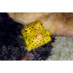 IJ04-C0052:  Juvenile Yellow Boxfish
Irian Jaya