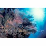 PNG99-0001: Reef's Edge
Papua New Guinea