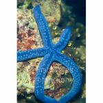 I17-15: Sea Star
Solomon Islands