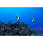 A22-20: Moorish Idols
Kona, Hawaii