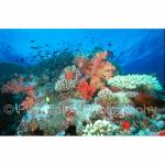 C11-09: Hard & Soft Corals
Fiji