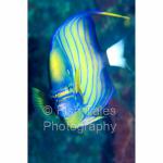 TL98-0039: Blue-ringed Angelfish
Thailand