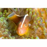 SU08-M0334: Skunk Anemonefish
Ruang Island, N Sulawesi