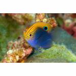 PP07-C1298: Speckled Damselfish
Papua