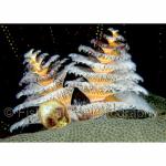 Q16-12: Christmas Tree Worms
Rinca Island, Indonesia