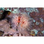 RA11-M0998: Tubeworms
Raja Ampat, Indonesia