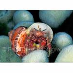 Q04-11: Hermit Crab in Tapestry Turban Shell
SE Sulawesi, Indonesia