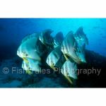 MD03-0062: Longfin Spadefish
Republic of Maldives
