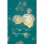 PL05-C0669: Jellyfish
Jellyfish Lake, Palau