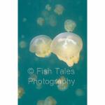 PL05-C0669: Jellyfish
Jellyfish Lake, Palau