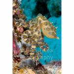 PP07-M1647: Blue-ringed Octopus
Papua