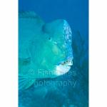 RA11-C0487: Bumphead Parrotfish
Raja Ampat, Indonesia