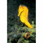 R16-10: Seahorse
Sangiang Island, Indonesia