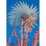 SU06-M0610: Feather Star
Sulawesi Sea