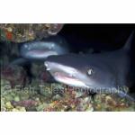 S15-04: Grey Reef Sharks
Bunaken Island, Indonesia