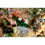 SI00-0054: Nudibranch
Solomon Islands