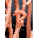 RA11-C0865: Pygmy Seahorse
Raja Ampat, Indonesia