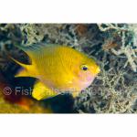 SU08-M0323: Lemon Damselfish
Ruang Island, N Sulawesi