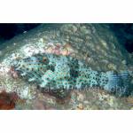 SU06-C1240: Scrawled Filefish
Sulawesi Sea