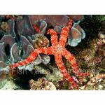 KM03-C0775: Sea Star
Komodo Island, Indonesia