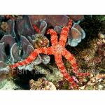 KM03-C0775: Sea Star
Komodo Island, Indonesia