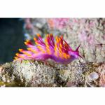 PNG05-C2073: Nudibranch
Papua New Guinea