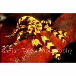 K15-10: Feather Star
Banta Island, Indonesia