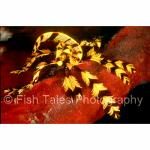 K15-10: Feather Star
Banta Island, Indonesia